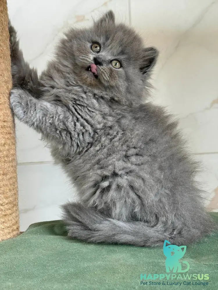 Fifa British Longhair female blue - live animals