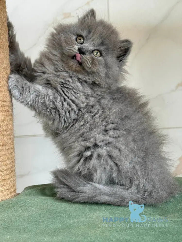 Fifa British Longhair female blue - live animals