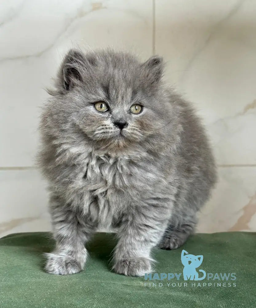 Fifa British Longhair female blue - live animals