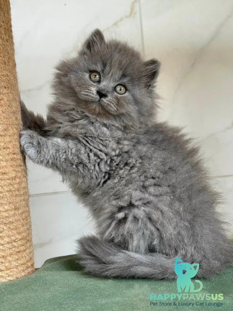 Fifa British Longhair female blue - live animals