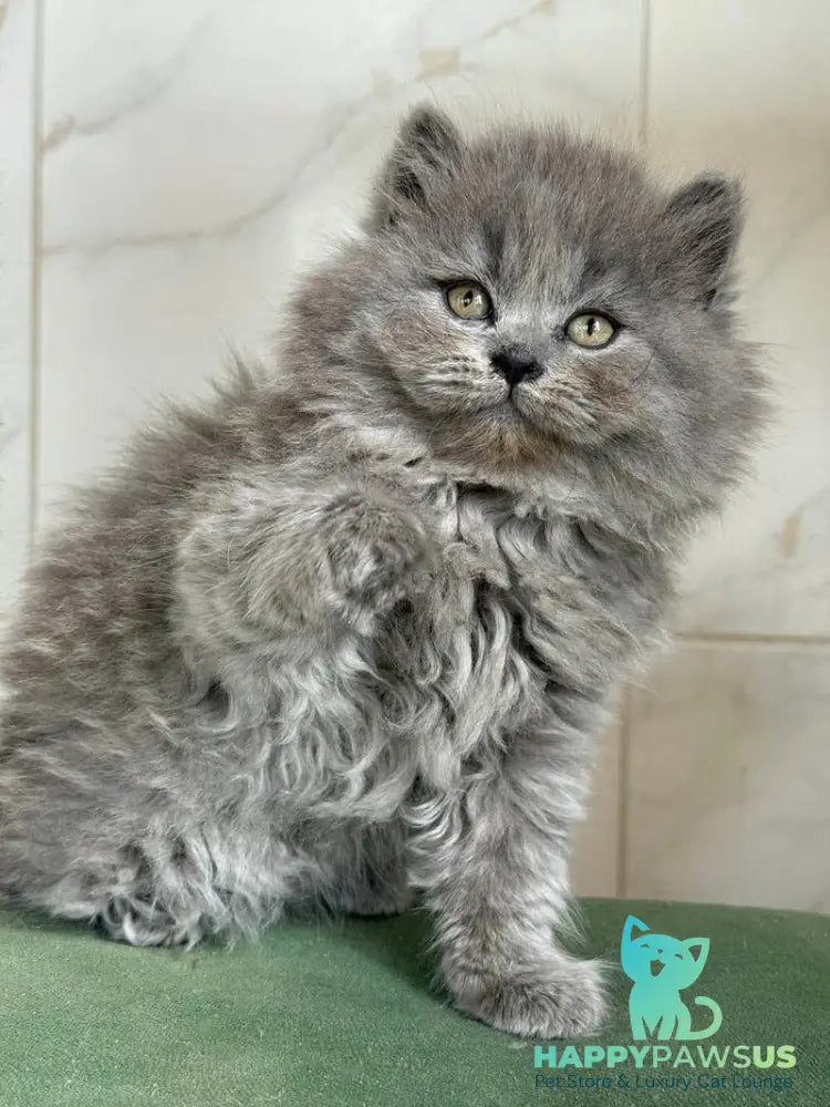 Fifa British Longhair female blue - live animals