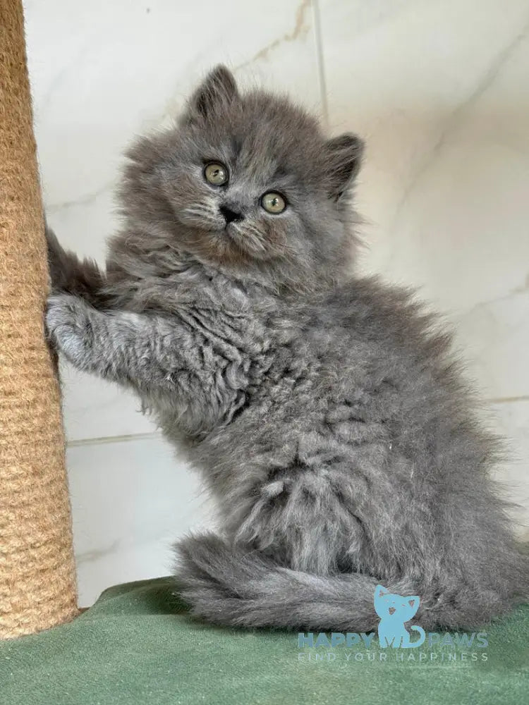 Fifa British Longhair female blue - live animals