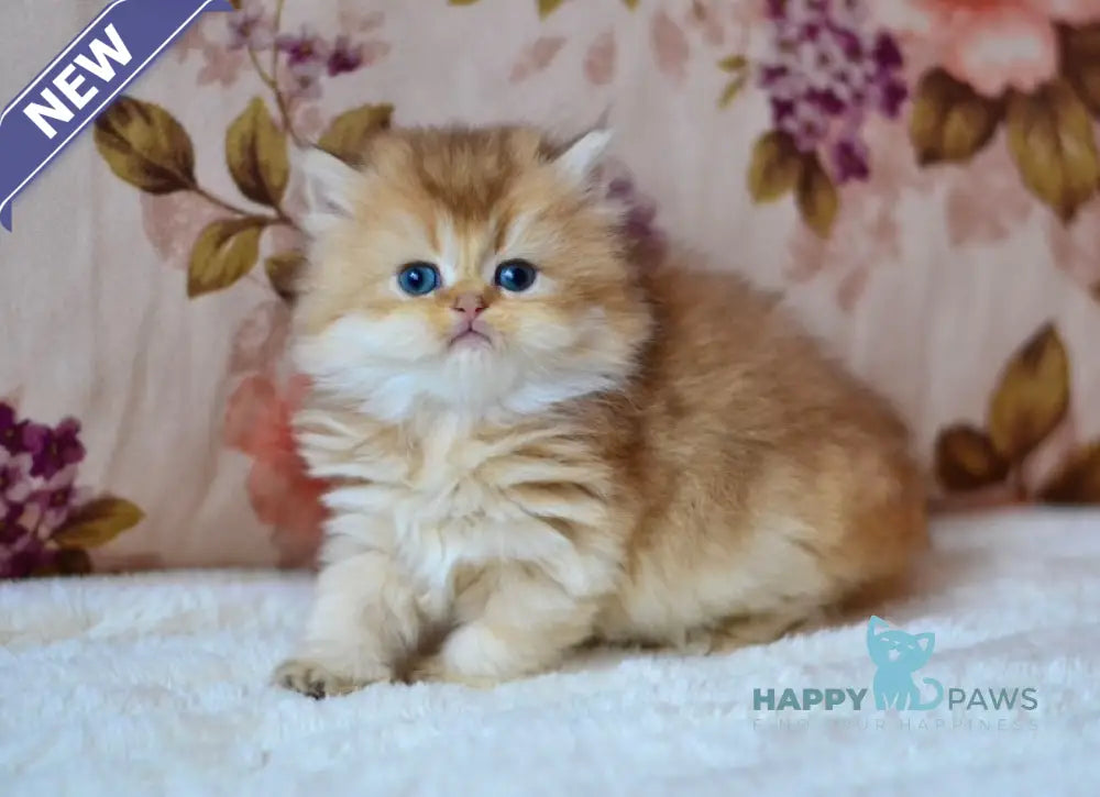 Fifa British Longhair female chocolate golden shaded live animals