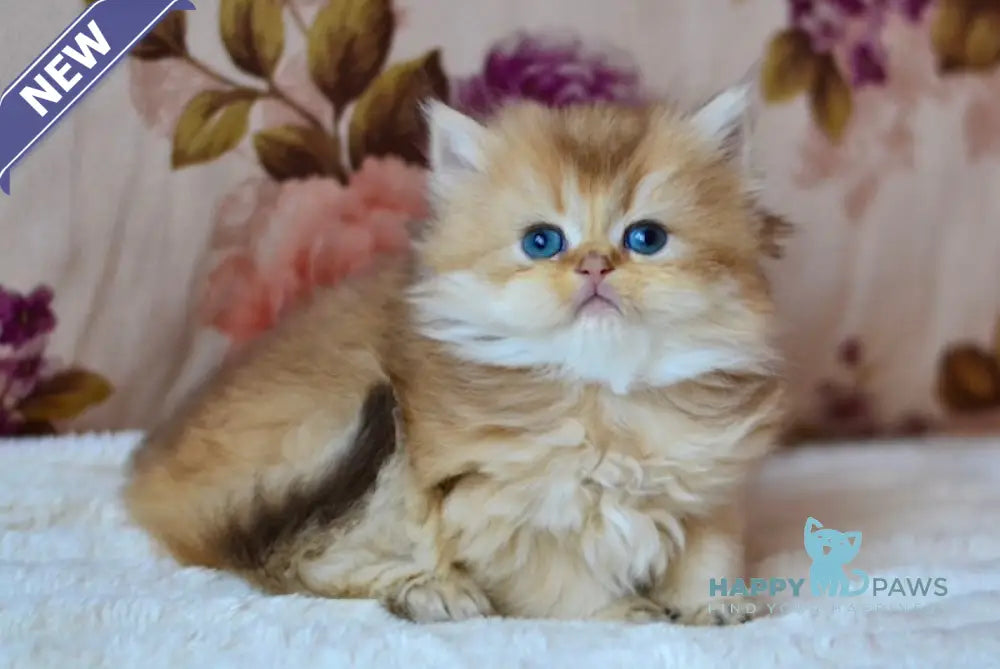 Fifa British Longhair female chocolate golden shaded live animals