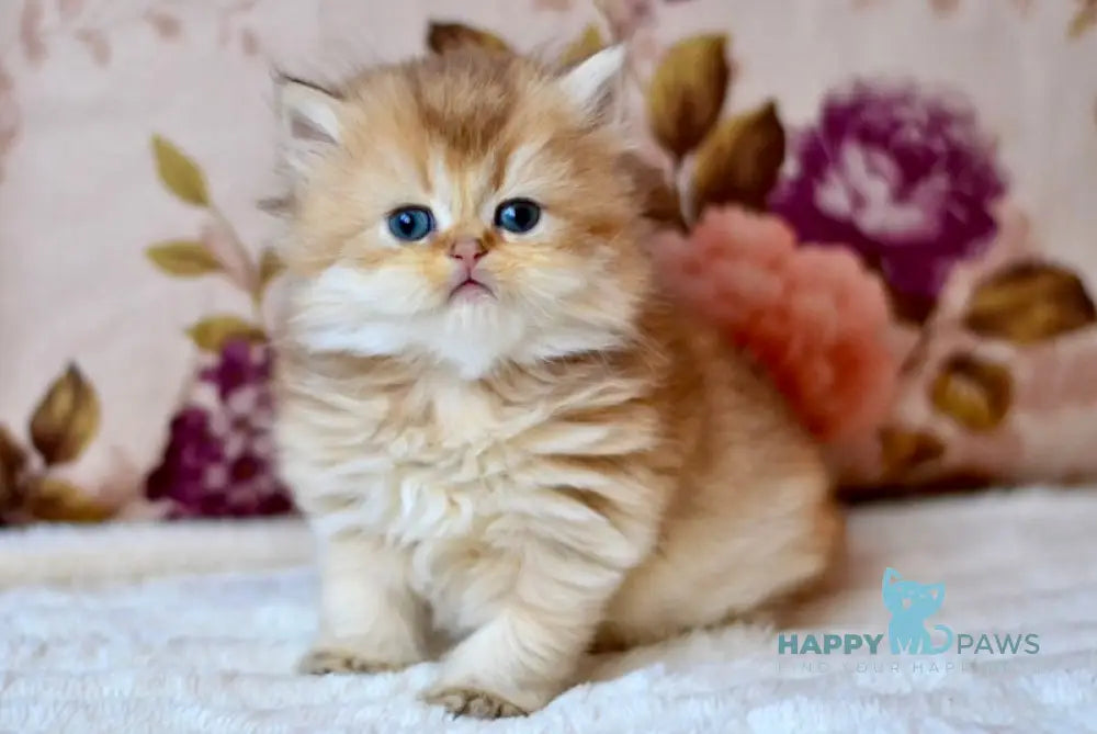 Fifa British Longhair female chocolate golden shaded live animals