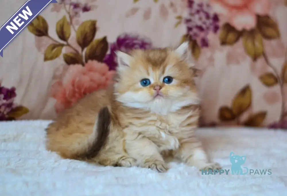Fifa British Longhair female chocolate golden shaded live animals