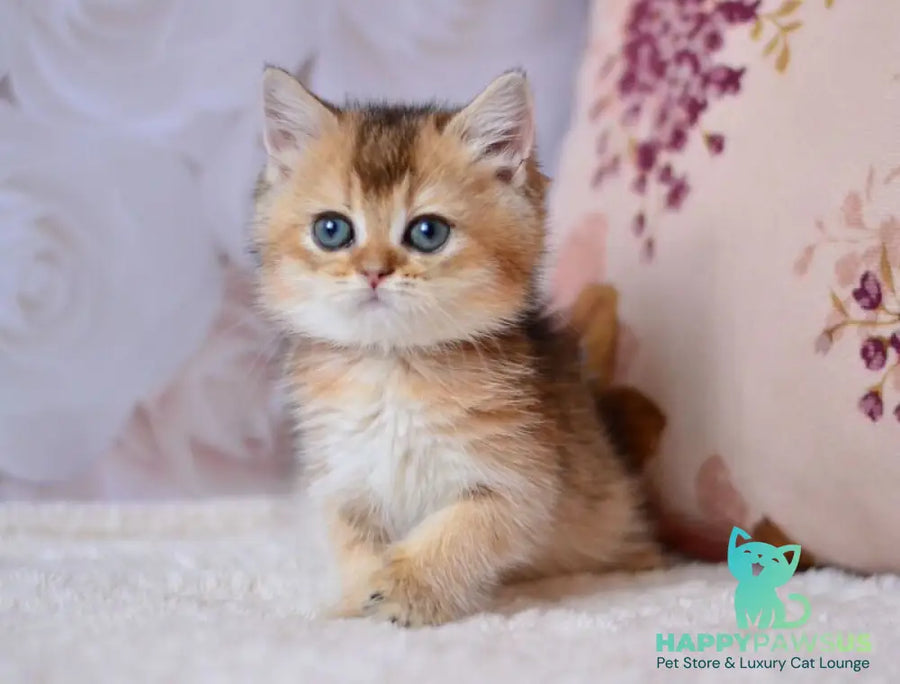 Fifa British Shorthair female black golden ticked tabby - live animals