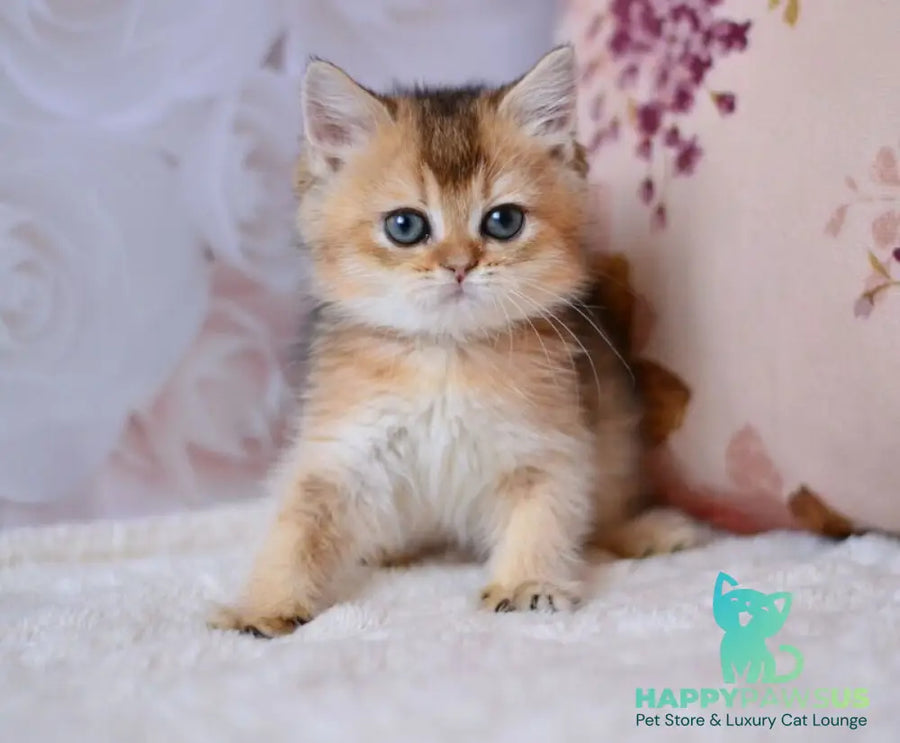 Fifa British Shorthair female black golden ticked tabby - live animals