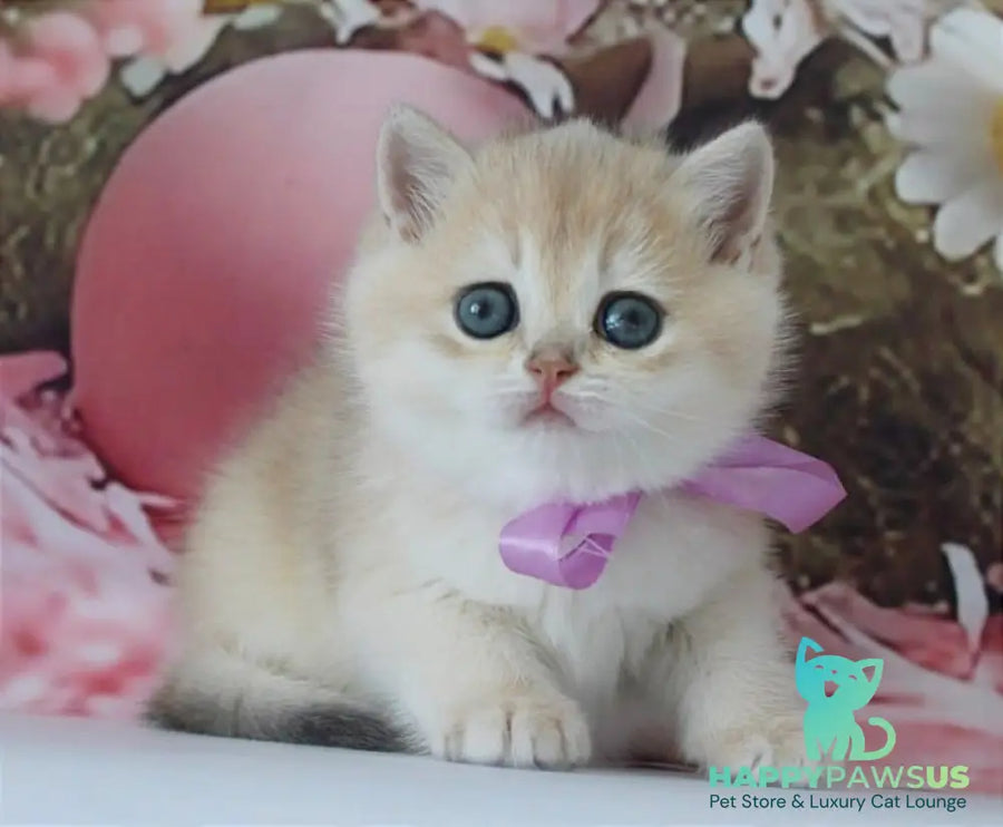 Fifa British Shorthair female blue golden chinchilla live animals