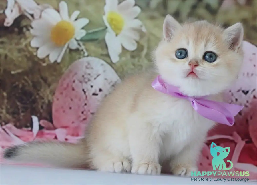 Fifa British Shorthair female blue golden chinchilla live animals