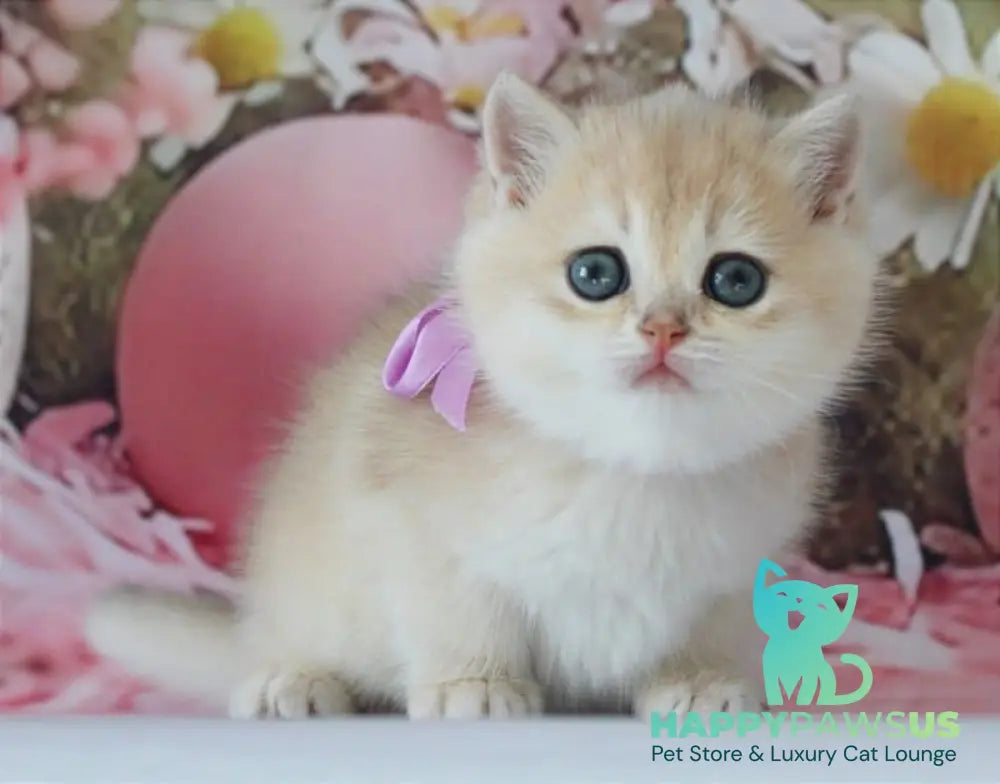 Fifa British Shorthair female blue golden chinchilla live animals