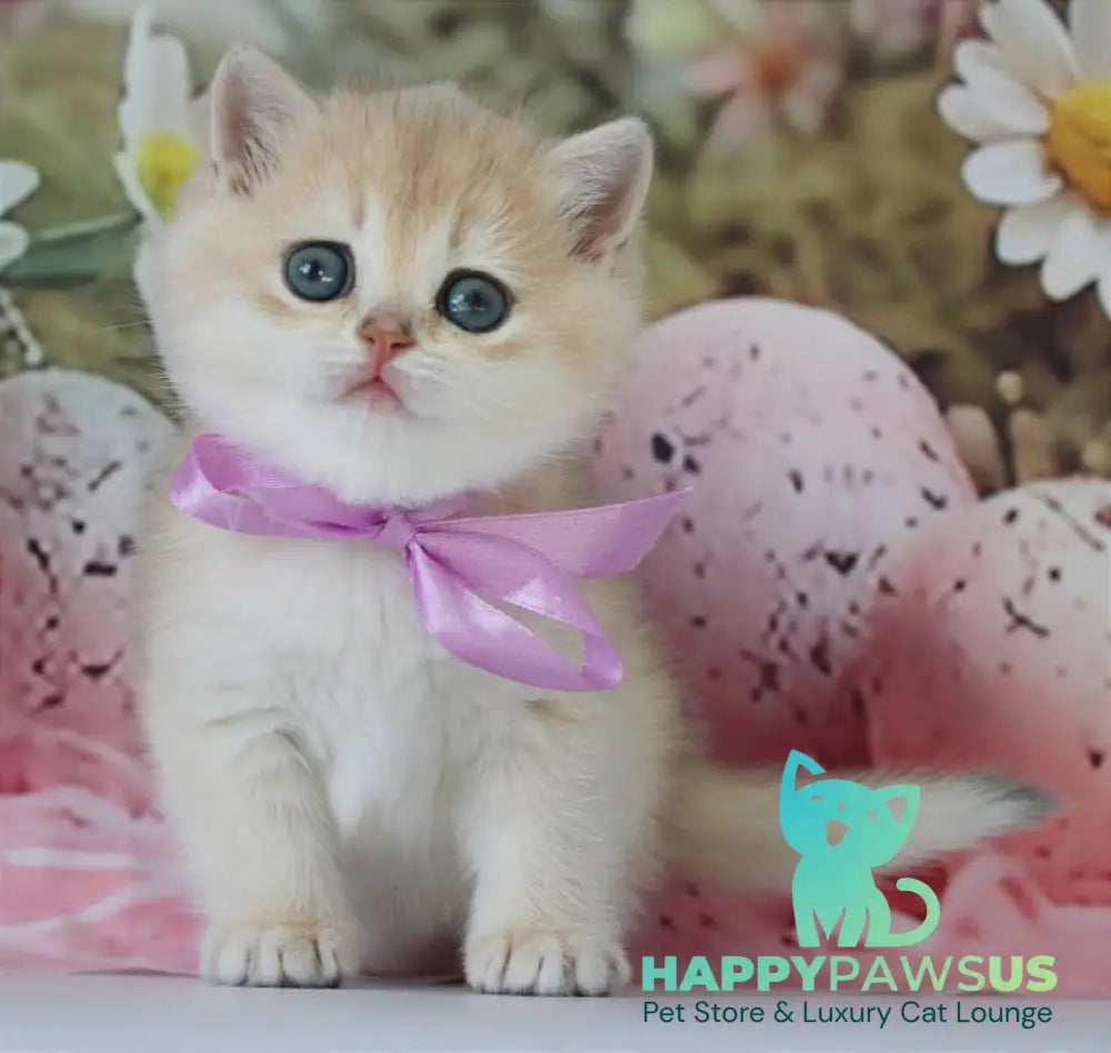 Fifa British Shorthair female blue golden chinchilla live animals