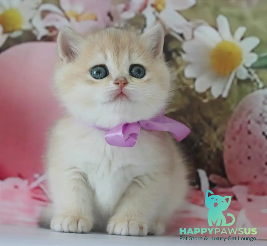 Fifa British Shorthair female blue golden chinchilla live animals