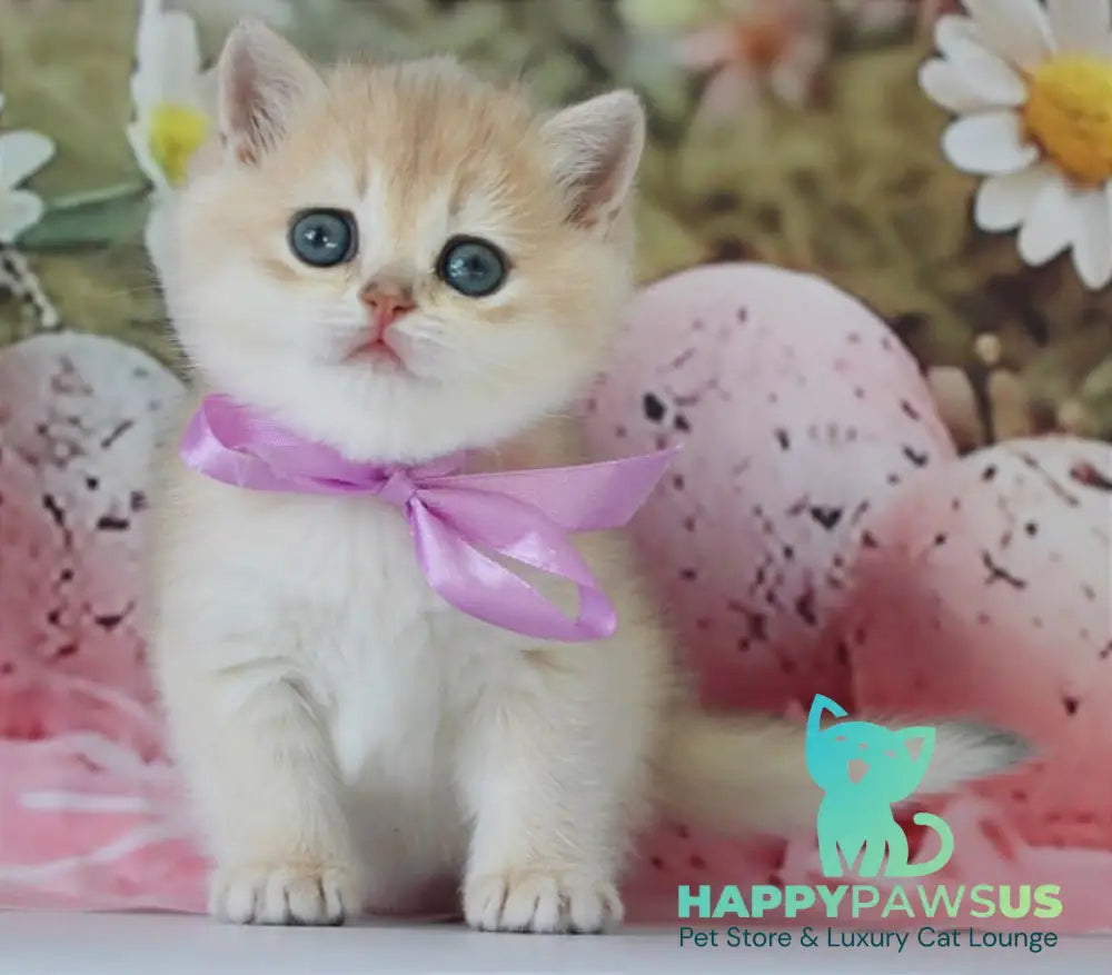 Fifa British Shorthair female blue golden chinchilla live animals