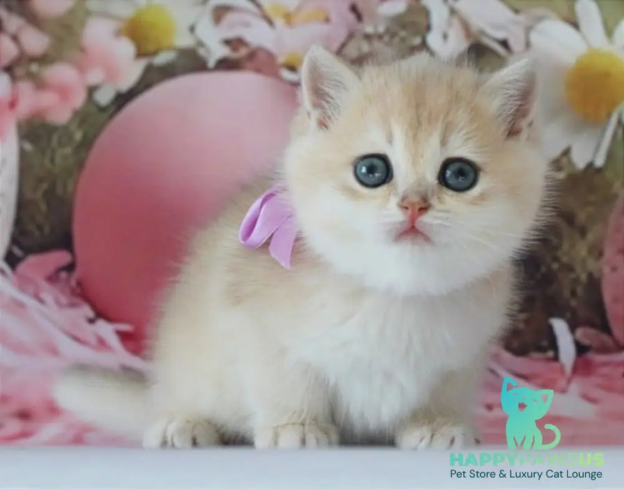 Fifa British Shorthair female blue golden chinchilla live animals