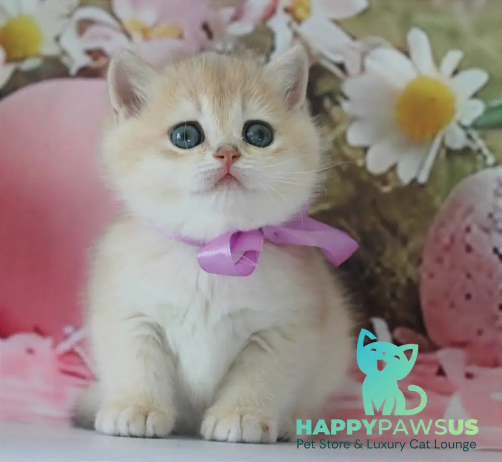 Fifa British Shorthair female blue golden chinchilla live animals