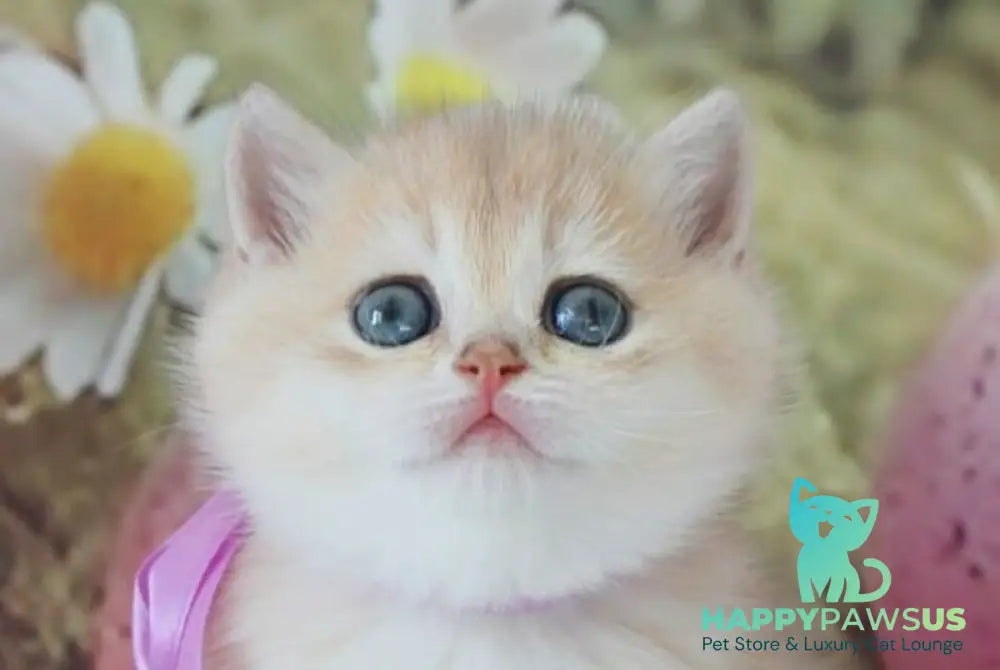 Fifa British Shorthair female blue golden chinchilla live animals