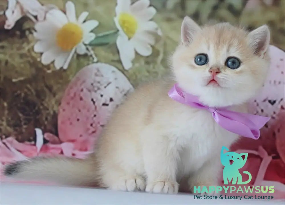 Fifa British Shorthair female blue golden chinchilla live animals