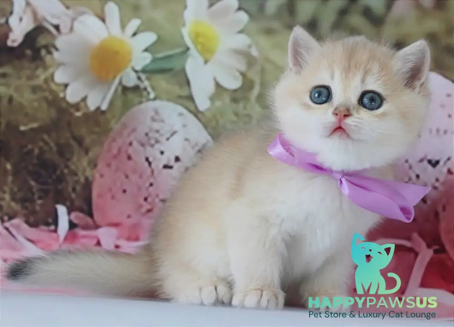 Fifa British Shorthair female blue golden chinchilla live animals