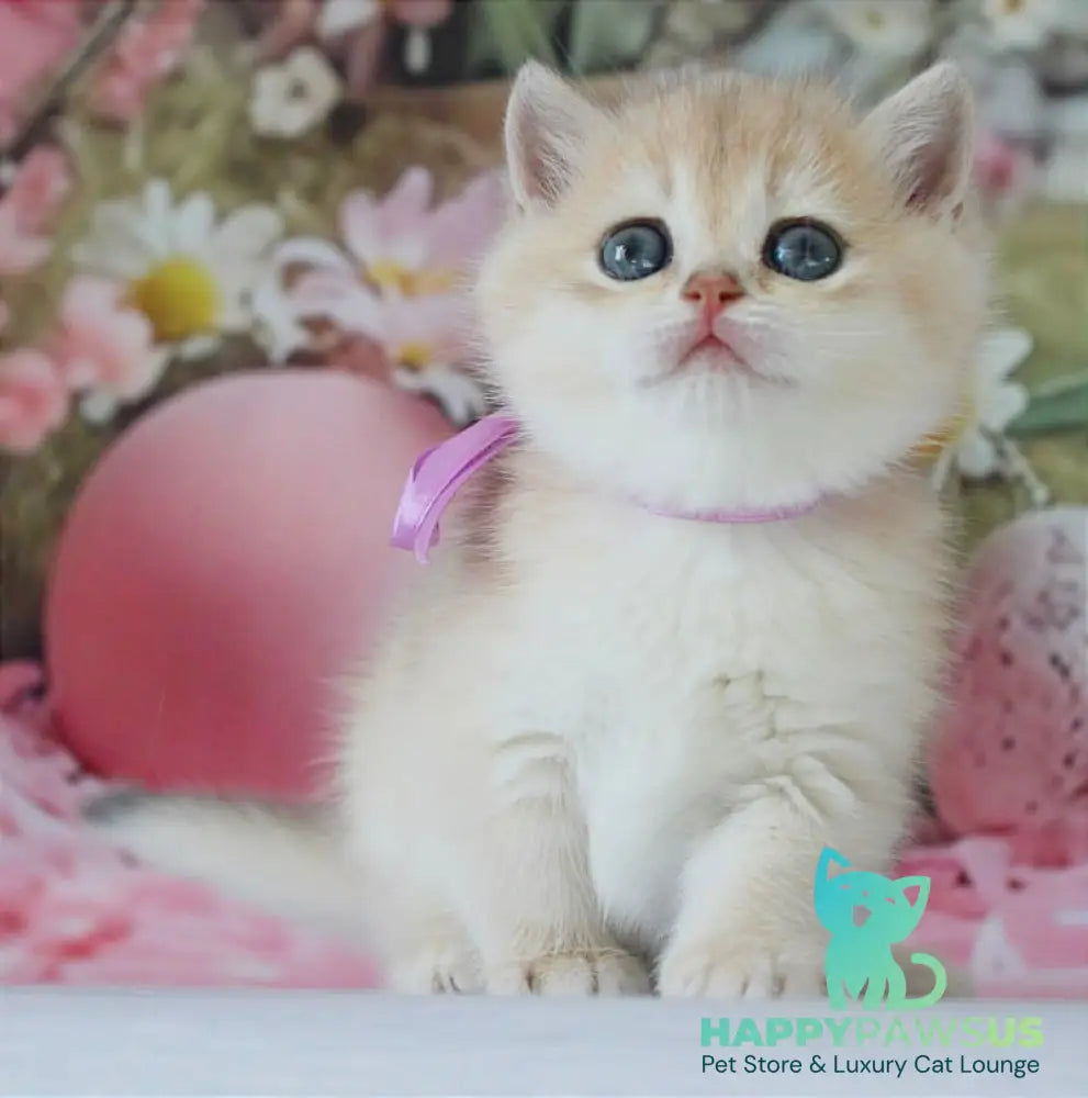 Fifa British Shorthair female blue golden chinchilla live animals