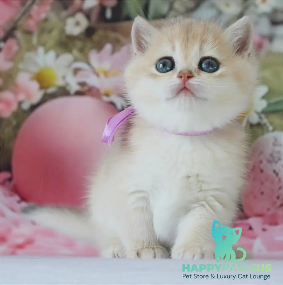 Fifa British Shorthair female blue golden chinchilla live animals