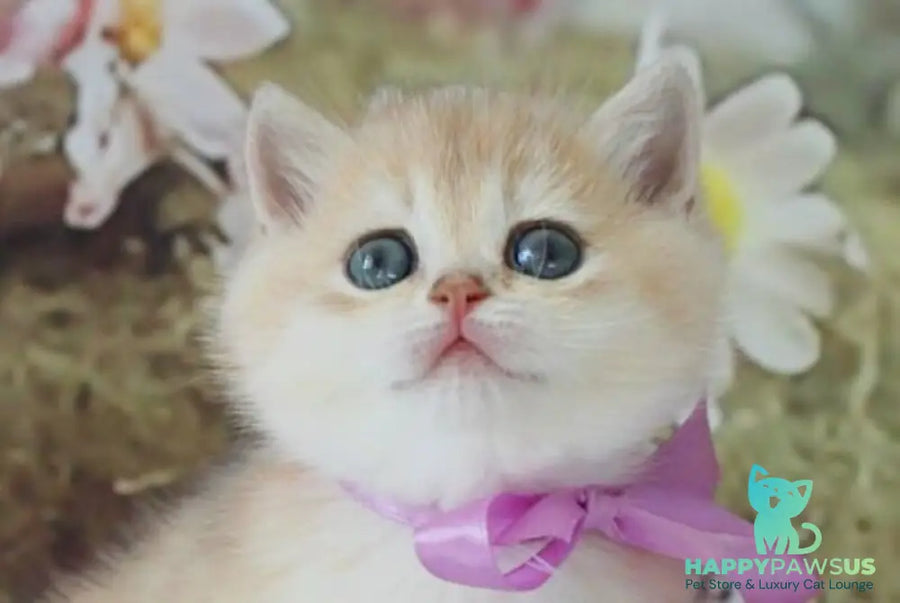 Fifa British Shorthair female blue golden chinchilla live animals