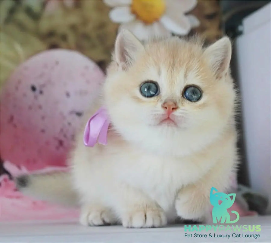 Fifa British Shorthair female blue golden chinchilla live animals