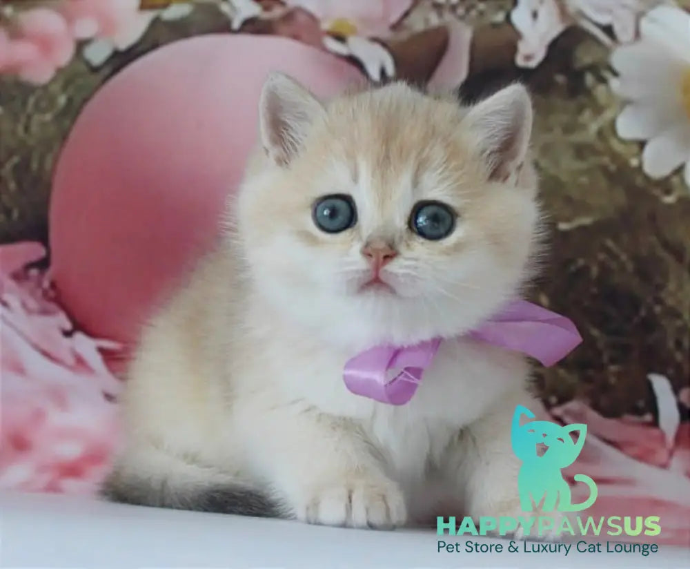 Fifa British Shorthair female blue golden chinchilla live animals