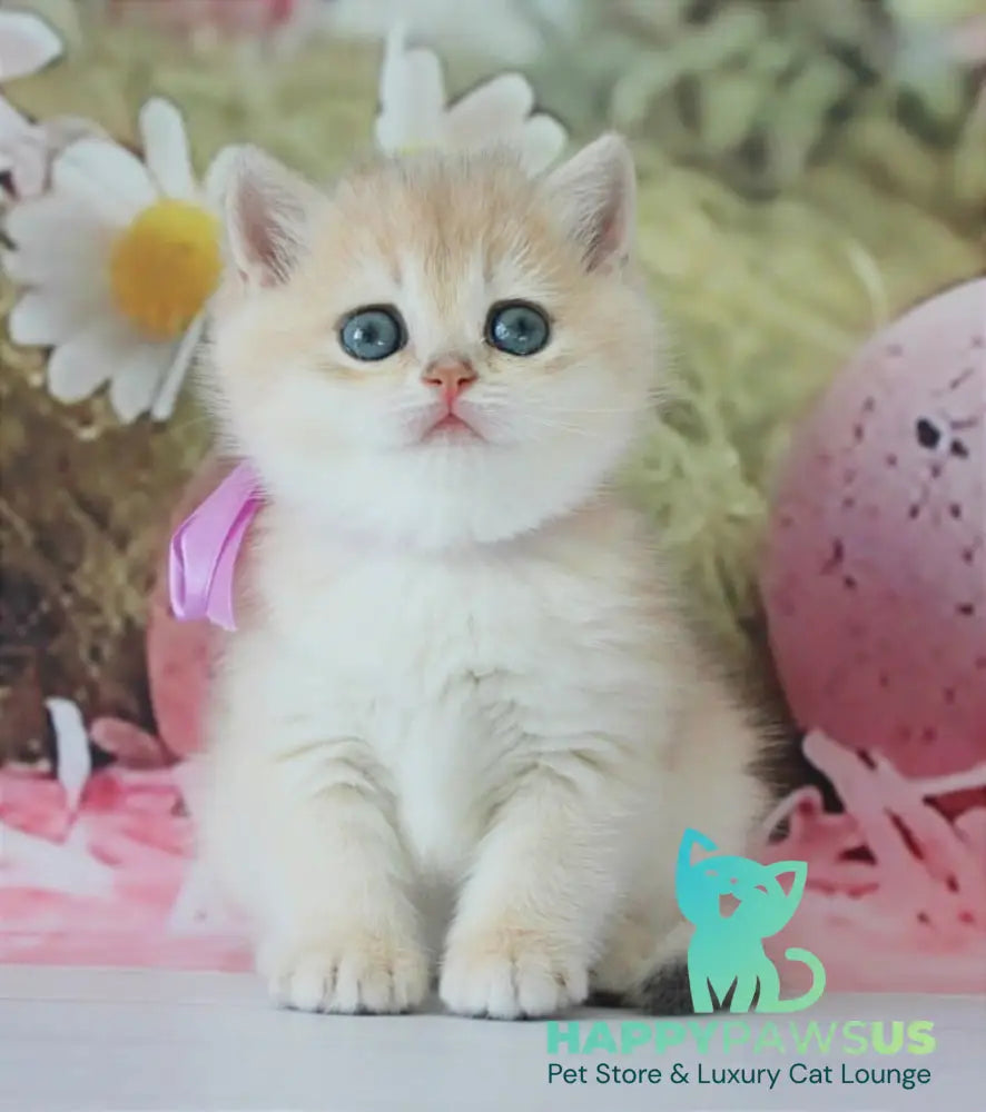 Fifa British Shorthair female blue golden chinchilla live animals