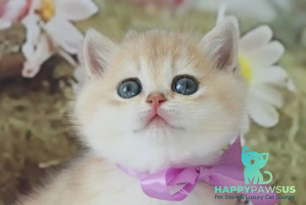 Fifa British Shorthair female blue golden chinchilla live animals