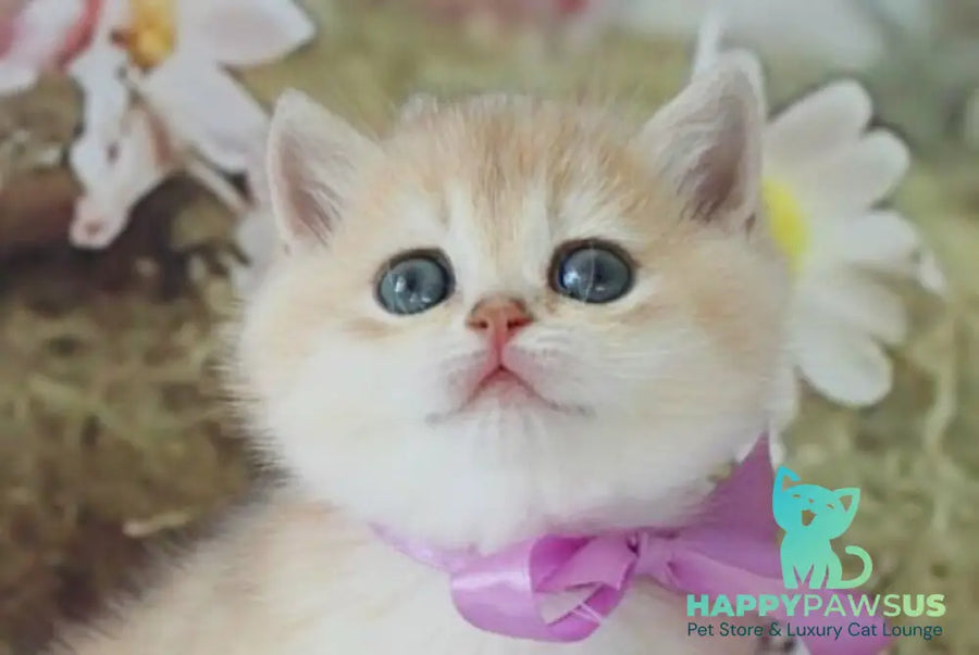 Fifa British Shorthair female blue golden chinchilla live animals