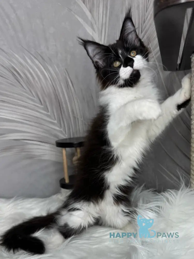 Fifa Maine Coon female black bicolour live animals