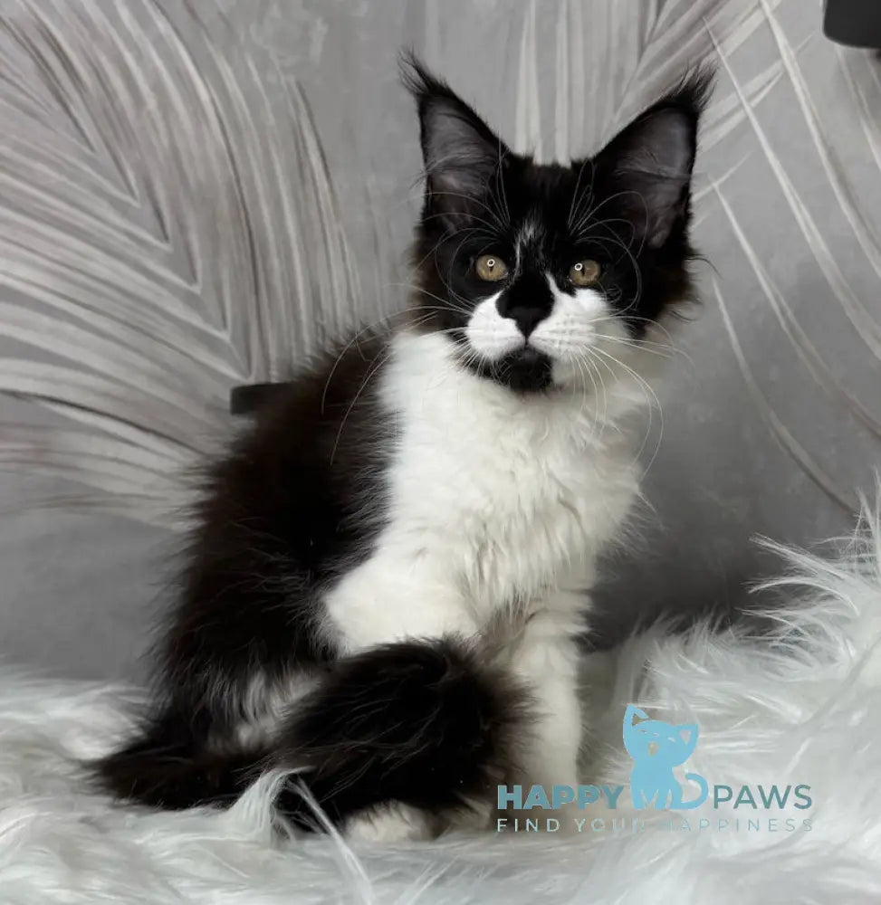 Fifa Maine Coon female black bicolour live animals