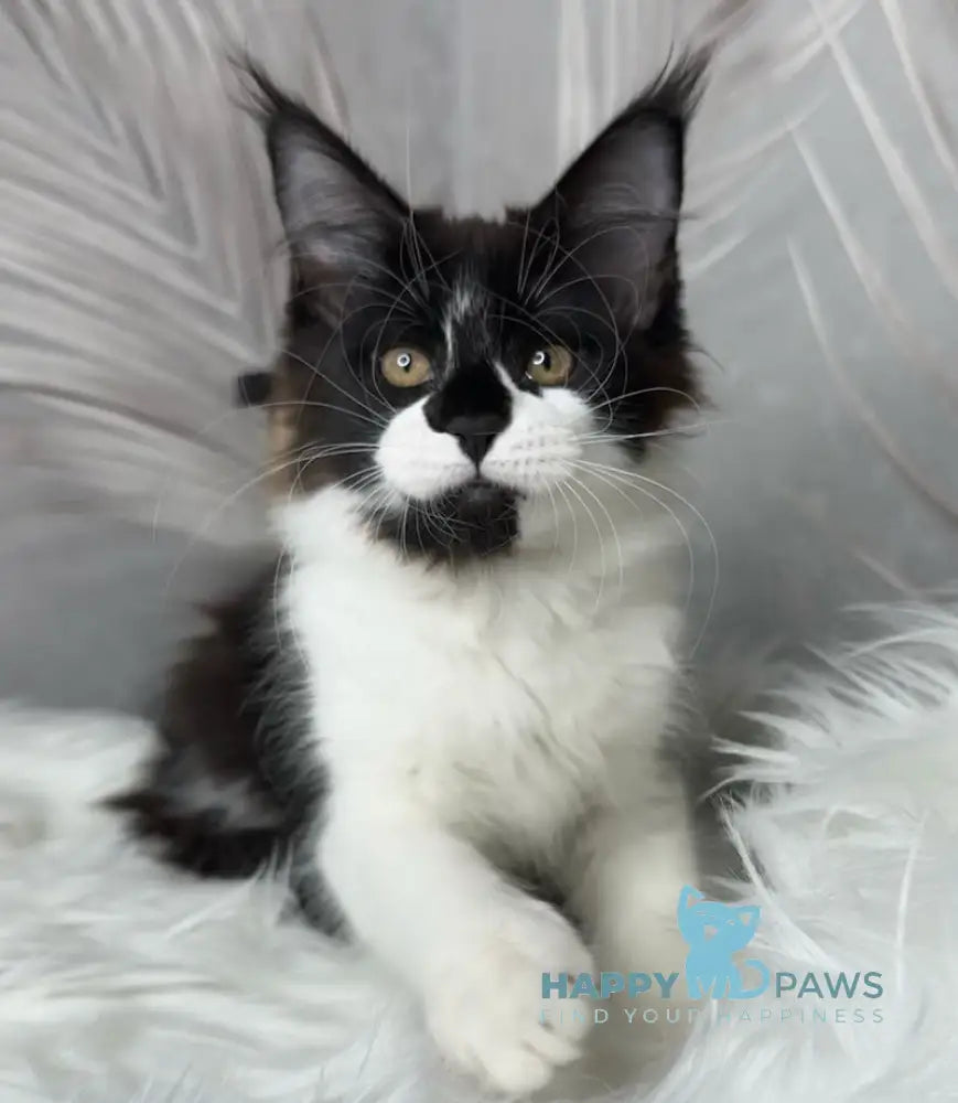 Fifa Maine Coon female black bicolour live animals