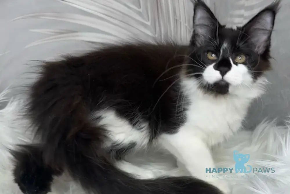 Fifa Maine Coon female black bicolour live animals