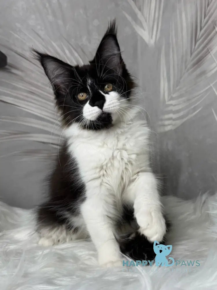 Fifa Maine Coon female black bicolour live animals