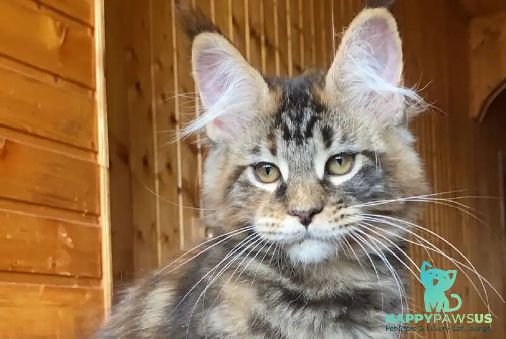 Fifa Maine Coon female black tortie tabby - live animals