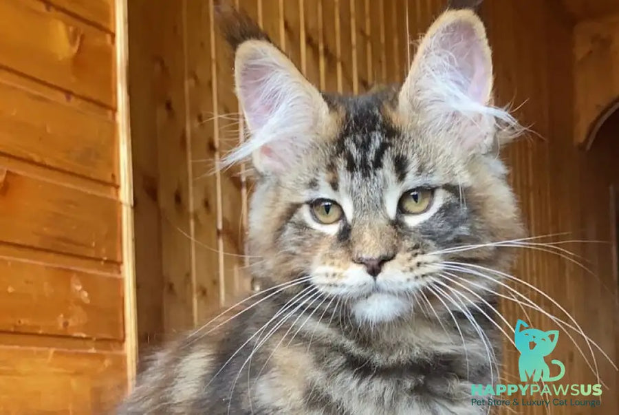 Fifa Maine Coon female black tortie tabby - live animals