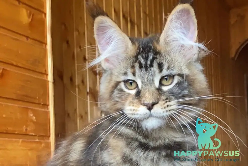 Fifa Maine Coon female black tortie tabby - live animals