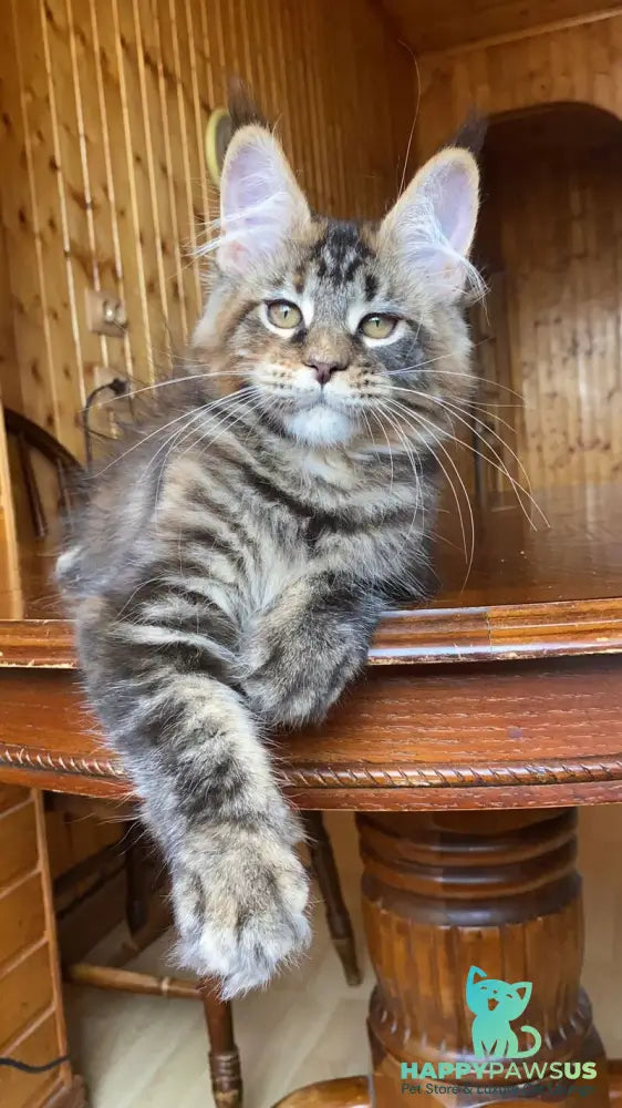 Fifa Maine Coon female black tortie tabby - live animals