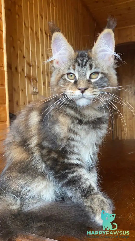 Fifa Maine Coon female black tortie tabby - live animals