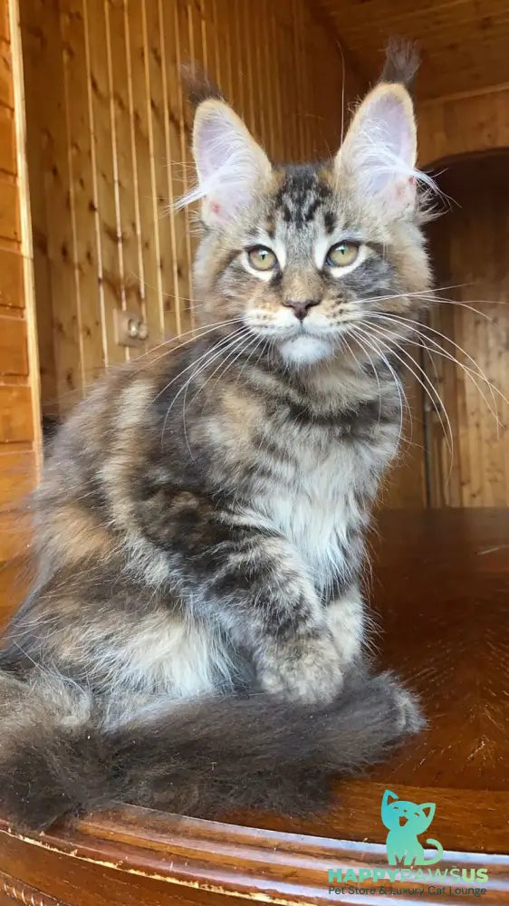 Fifa Maine Coon female black tortie tabby - live animals