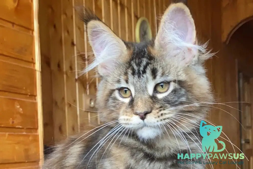Fifa Maine Coon female black tortie tabby - live animals