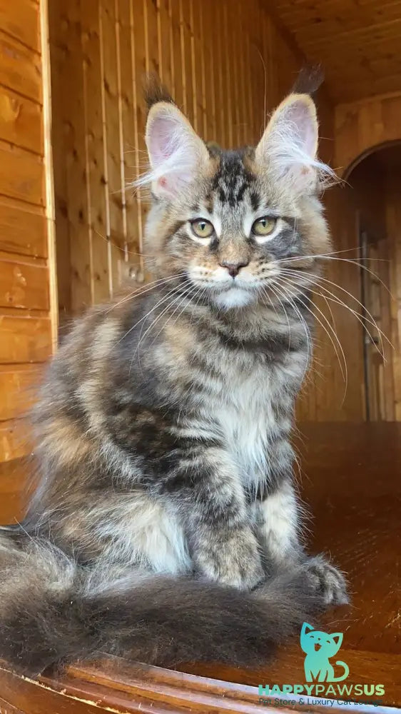 Fifa Maine Coon female black tortie tabby - live animals