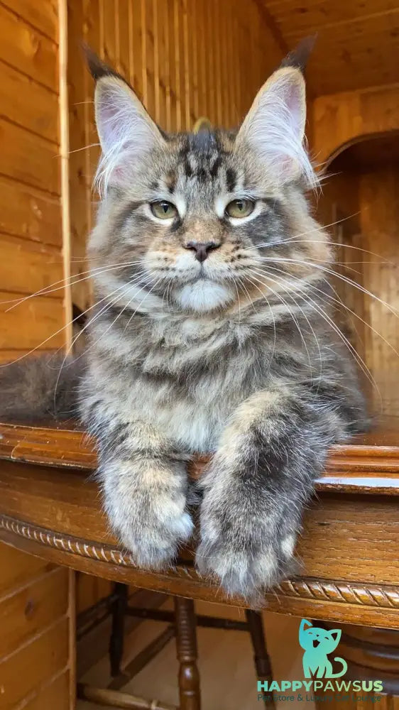 Fifa Maine Coon female blue tortie tabby - live animals