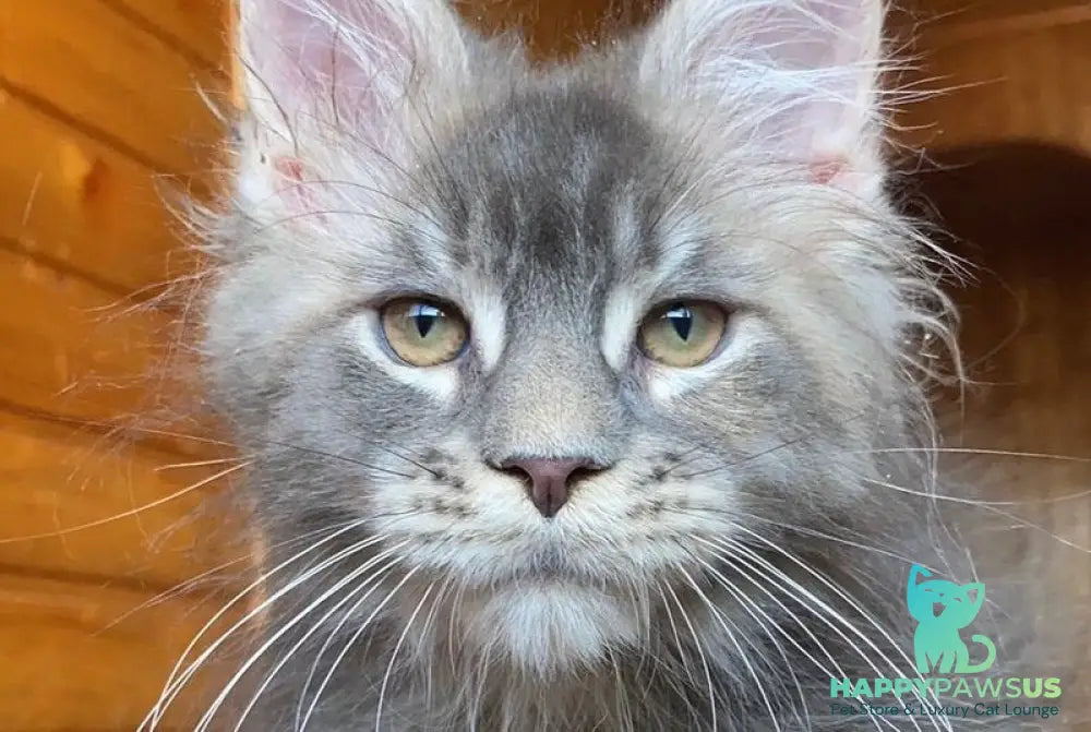 Fifa Maine Coon female blue tortie tabby - live animals