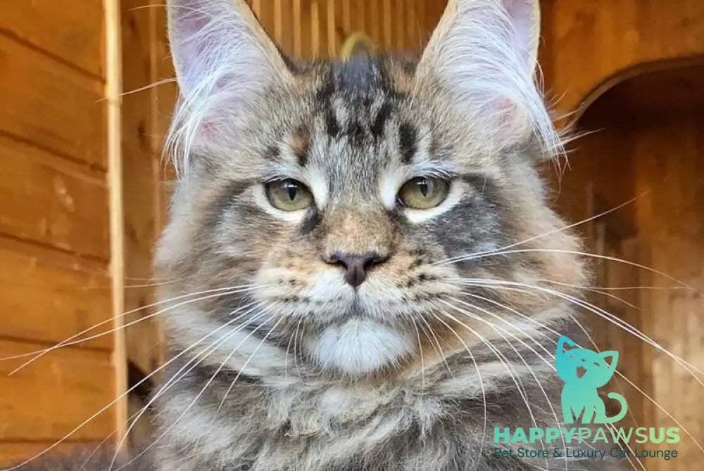 Fifa Maine Coon female blue tortie tabby - live animals