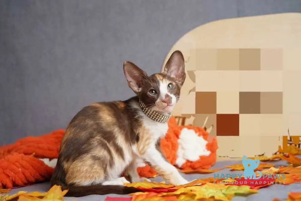 Fifa Oriental Shorthair female chocolate bicolour live animals