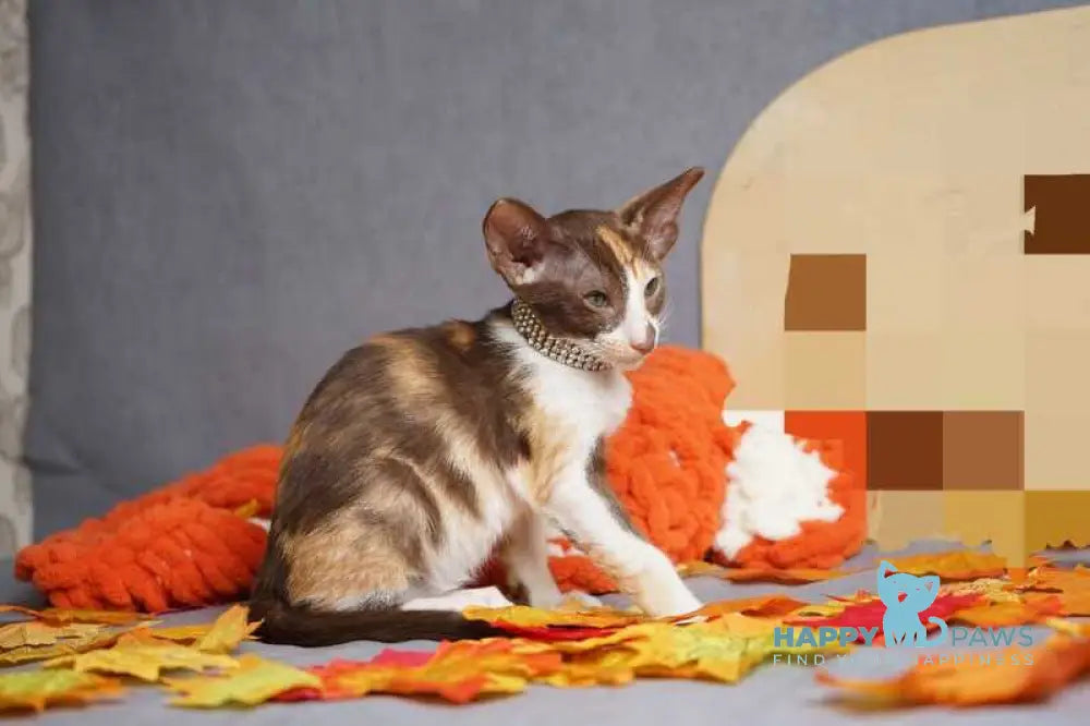 Fifa Oriental Shorthair female chocolate bicolour live animals