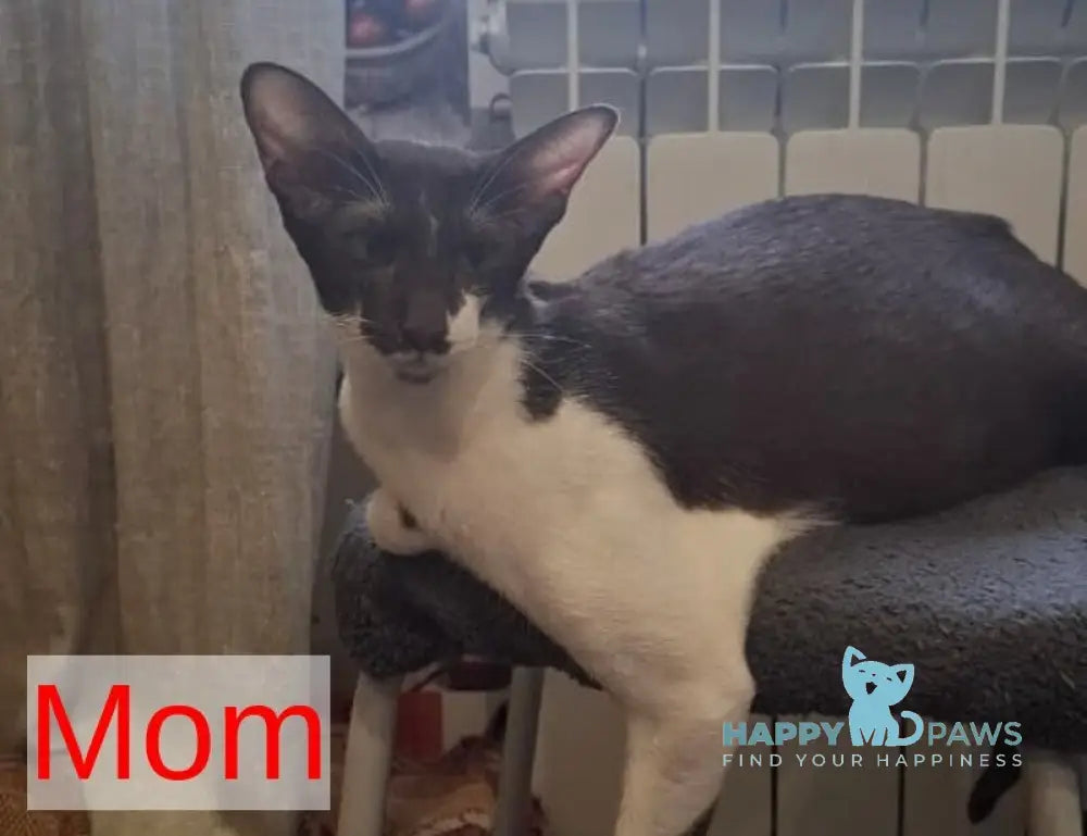 Fifa Oriental Shorthair female chocolate bicolour live animals